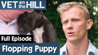 🐶 Border Collie Puppy Cant Support Its Head  FULL EPISODE  S02E12  Vet On The Hill [upl. by Rockwell445]