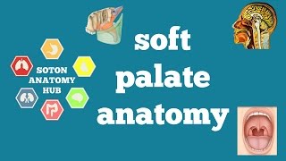 Soft palate anatomy [upl. by Kho]