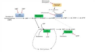 Pyrimidine Synthesis and Salvage Pathway [upl. by Ardella]