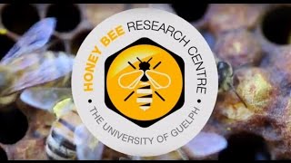 UoGs Honey Bee Research Centre [upl. by Stine]