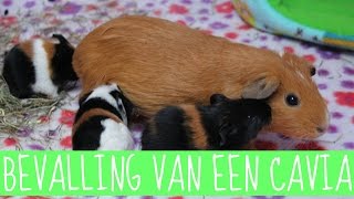 DE BEVALLING VAN MIJN CAVIA [upl. by Narrad]