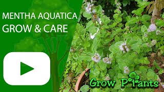 Mentha aquatica  grow amp care Water Mint [upl. by Melodee]