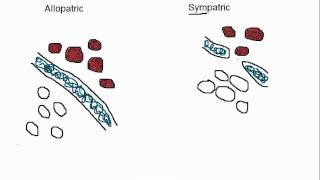 Biology Allopatric vs Sympatric Speciation [upl. by Leahcam]