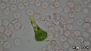 Comparing Microorganism Size Under the Microscope [upl. by Stiegler]