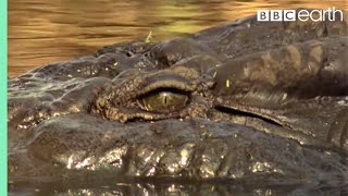 Top 5 Killer Crocodile Moments  BBC Earth [upl. by Irollam]