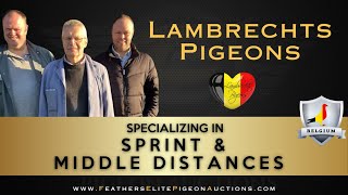 LAMBRECHTS PIGEONSBELGIUM FEPA LOFT TOUR [upl. by Rifkin]