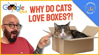 Why Do Cats Love Boxes  Google Cat Questions Answered [upl. by Womack450]