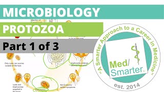 Protozoa  Microbiology  USMLE STEP 1  Part 1 of 3 [upl. by Wellesley611]