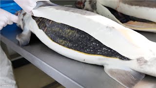 How Sturgeon Caviar Is Farmed and Processed  How it made Caviar  Sturgeon Caviar Farm [upl. by Anirtal919]