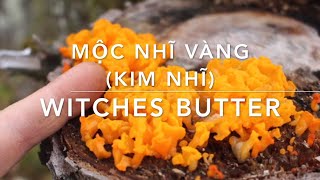 Witches butter How to identify Witches butter mushroom and the medical benefit of Witches butter [upl. by Annaiek364]