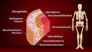 Knochen  Schulfilm Biologie [upl. by Bible]