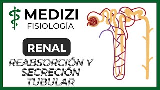 Fisiología Renal  Reabsorción y secreción tubular renal Introducción IGdoctorpaiva [upl. by Alliehs459]