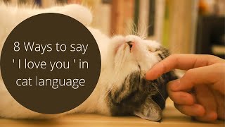 8 Ways to say  I love you  in cat language [upl. by Worth]