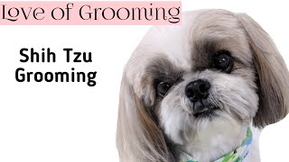 Trimming between a Shih Tzus eyes [upl. by Jelks]