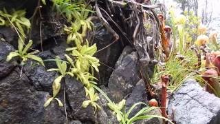 Darlingtonia californica and Pinguicula macroceras growing in GasquetCAPT1 [upl. by Einnov]