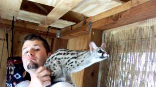 Spotted Genet Exotic Animals as Pets in their Outdoor Cage Enclosure [upl. by Ylicec]