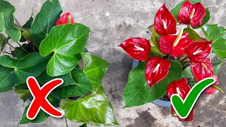 Anthurium Flowering Tips  Learn Gardening [upl. by Czarra]