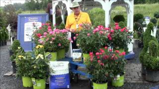 How to Care for Knock Out Roses [upl. by Alvar]