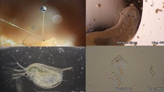 The Amazing Microscopic World [upl. by Notxap845]