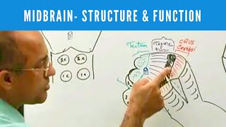 Midbrain  Structure and Function  Neuroanatomy [upl. by Branen829]