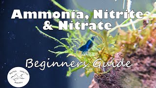 Ammonia Nitrite and Nitrate  Beginners Guide [upl. by Hnib]