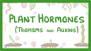 Plant Hormones  Tropisms amp Auxins 52 [upl. by Xonnel7]