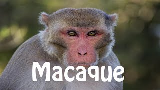 How To Pronounce Macaque [upl. by Tertias187]