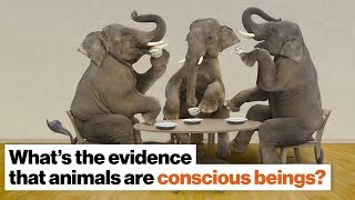 What evidence is there that animals are conscious beings  Frans de Waal  Big Think [upl. by Bunnie]