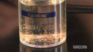 How to Care for Daphnia [upl. by Enelhtac]