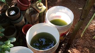 How to grow Green Water Algae [upl. by Mandal]