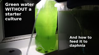 Green Water WITHOUT a Starter Culture  From Scratch  How To [upl. by Rosmunda]