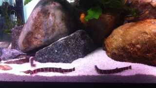 Kuhli Loaches compatible with African Cichlids [upl. by Ahtiuqal222]