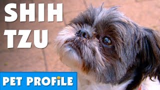 Shih Tzu Pet Profile  Bondi Vet [upl. by Sebastian]