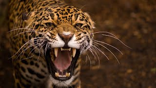 Leopard Documentary  Big Cats Wildlife HD [upl. by Perri]