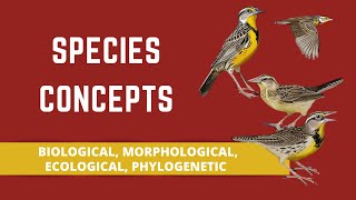 SPECIES CONCEPTS BIOLOGICAL MORPHOLOGICAL ECOLOGICAL PHYLOGENETIC [upl. by Yuma85]