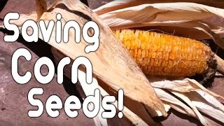 Saving corn seeds [upl. by Ennovi]