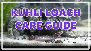 Kuhli Loach Care Guide [upl. by Notneb815]