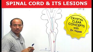 Spinal Cord Injury and its Lesions  Neuroanatomy [upl. by Ardnued167]