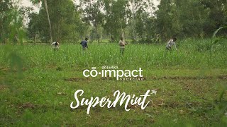 CoImpact Sourcing  doTERRA SuperMint [upl. by Mcroberts]