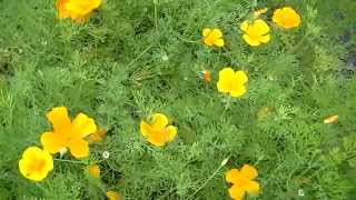 California Poppy  From seedling to seeds [upl. by Tyne973]