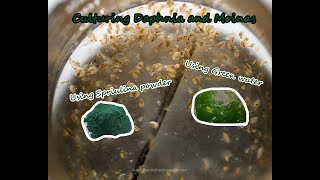 How To Culture Daphnia and Moinas using Green Water Spirulina powder [upl. by Letnoj]