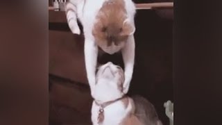 TWO CATS IN LOVE  Funny Kissing Cats Complilation 😻 [upl. by Akinnor]