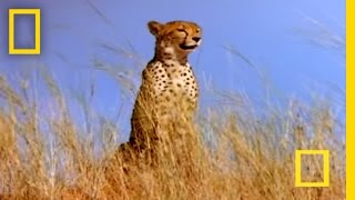 Cheetah vs Gemsbok  National Geographic [upl. by Aysa310]