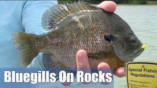 Bluegills On Rocks [upl. by Dennison]