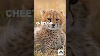 Sounds of Cheetah  The Most Beautiful Voice in the Wild [upl. by Cornish340]