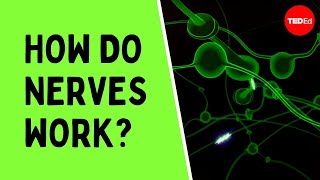 How do nerves work  Elliot Krane [upl. by Retsek897]