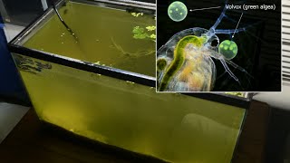 Raising Daphnia for the Freshwater Aquarium [upl. by Paulette]