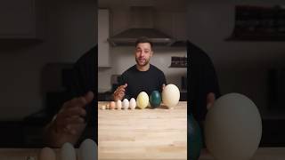 I Cooked the World’s CRAZIEST Eggs [upl. by Nimref]