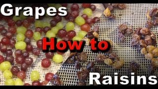 How to make Raisins Dehydrated Grapes [upl. by Meador]