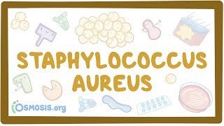 Staphylococcus aureus [upl. by Aoh]